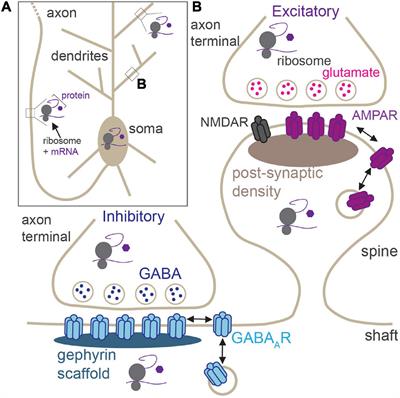 The Coordination of Local Translation, Membranous Organelle Trafficking, and Synaptic Plasticity in Neurons